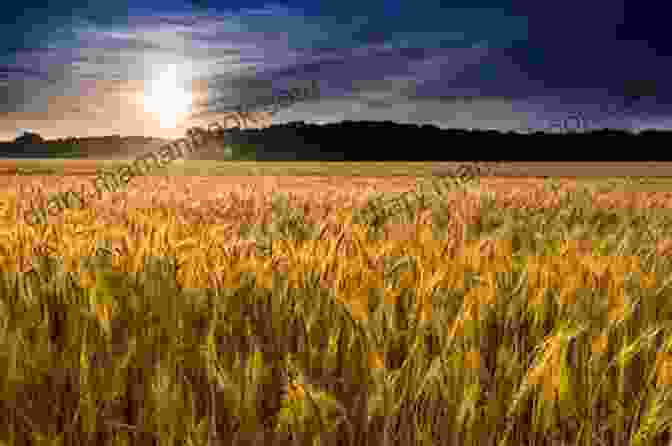 A Field Of Wheat Healthy Cooking: Beneficial Breads Wholesome Cakes Old Grains And Also Bubbling Ferments
