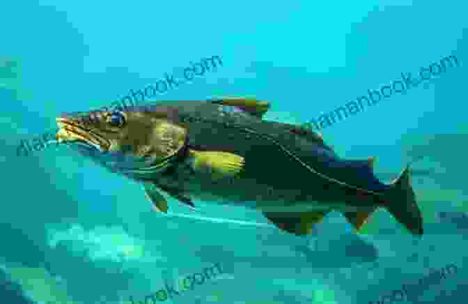 A Large Atlantic Cod Fish Swimming In The Ocean Fall Of The Big Fish