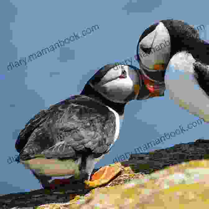 A Pair Of Atlantic Puffins With Their Colorful Beaks And Playful Antics, Surrounded By Lush Vegetation On Burnt Island Burnt Island D Nurkse