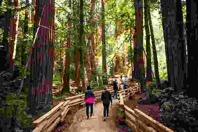 A Photograph Of The Lush Redwood Forest In Pfeiffer Big Sur State Park. Haikus And Photos: California Coast