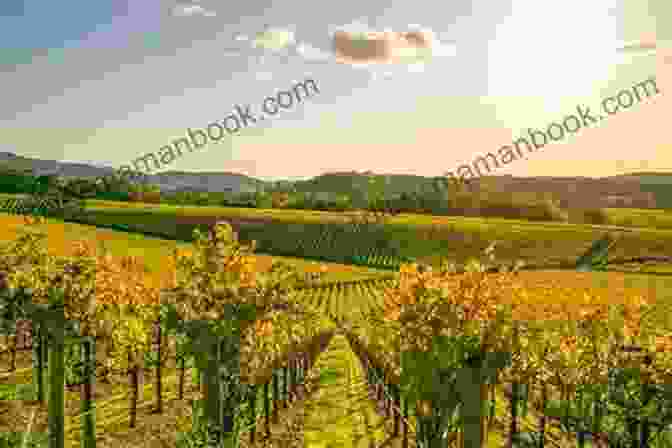 A Photograph Of The Rolling Vineyards In Napa Valley. Haikus And Photos: California Coast