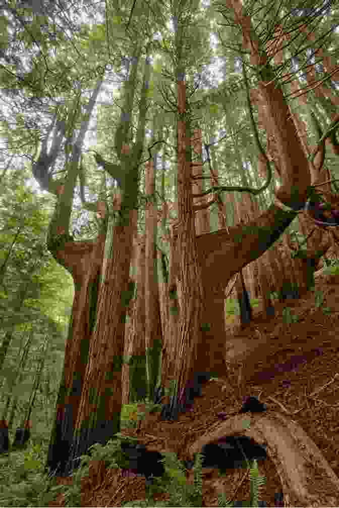 A Photograph Of The Rugged Coastline And Redwood Trees Along The Mendocino Coast. Haikus And Photos: California Coast