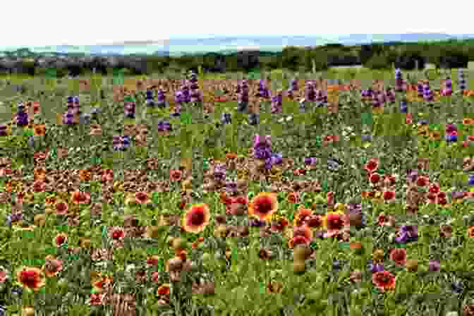A Vibrant Field Of Wildflowers Sunshine Blooms And Haiku Delphi Classics